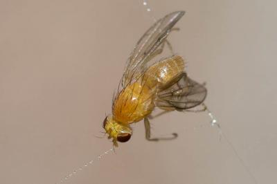  Homoneura van der Wulp, 1891