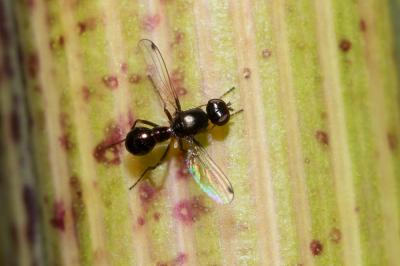 Petite mouche à bouse Sepsis fulgens Meigen, 1826