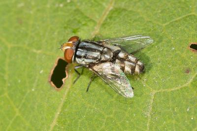  Miltogramma taeniata Meigen, 1824