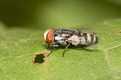  Miltogramma taeniata Meigen, 1824