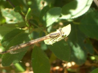 Agrion orangé Platycnemis acutipennis Selys, 1841