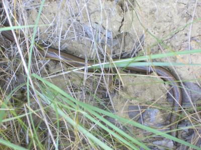 Orvet fragile Anguis fragilis Linnaeus, 1758