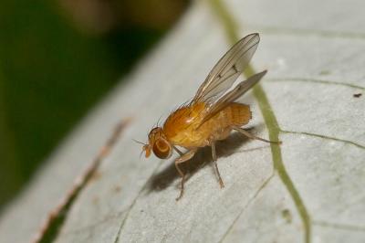  Homoneura van der Wulp, 1891