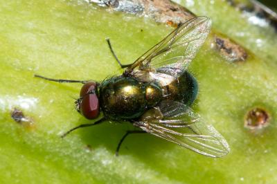  Pyrellia vivida Robineau-Desvoidy, 1830