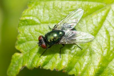  Pyrellia vivida Robineau-Desvoidy, 1830