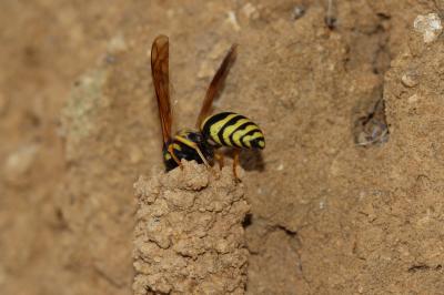 Paragymnomerus spiricornis (Spinola, 1808)