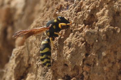  Paragymnomerus spiricornis (Spinola, 1808)