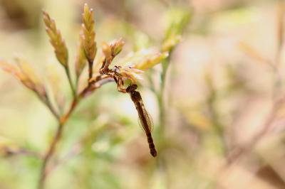  Leptogaster cylindrica (De Geer, 1776)
