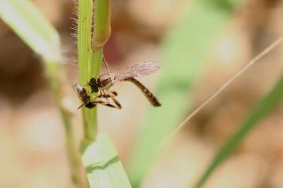  Leptogaster cylindrica (De Geer, 1776)