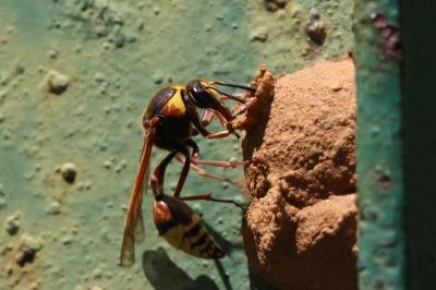  Delta unguiculatum (Villers, 1789)