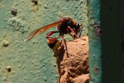  Delta unguiculatum (Villers, 1789)