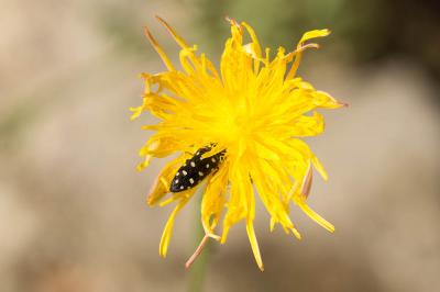  Acmaeodera degener (Scopoli, 1763)