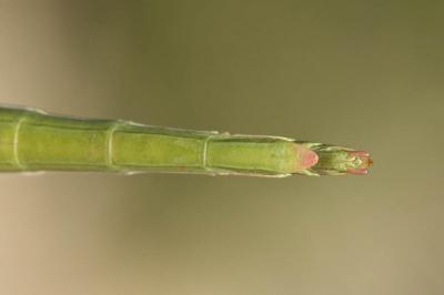  Leptynia hispanica (Bolivar, 1878)