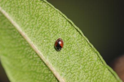 Coccinelle velue à bandes Scymnus interruptus (Goeze, 1777)
