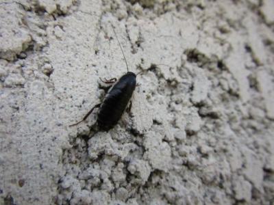  Loboptera decipiens (Germar, 1817)