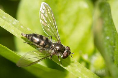  Meliscaeva auricollis (Meigen, 1822)