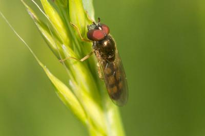  Platycheirus Lepeletier de Saint-Fargeau & Audinet-Serville in Latreille, 1828