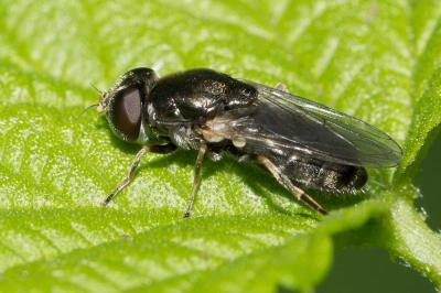  Cheilosia barbata Loew, 1857