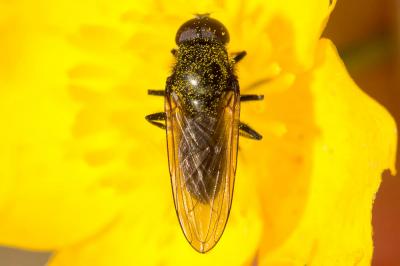  Melanogaster Rondani, 1857