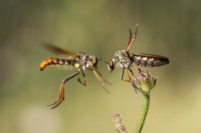  Heteropogon manicatus (Meigen, 1820)
