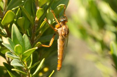  Stenopogon sabaudus (Fabricius, 1794)