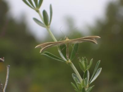  Pterophoridae Latreille, 1802