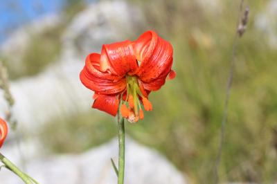 Lis turban, Lis de Pompone Lilium pomponium L., 1753