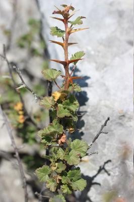 Groseillier à maquereaux Ribes uva-crispa L., 1753