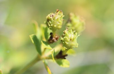 Euphorbe épineuse Euphorbia spinosa L., 1753
