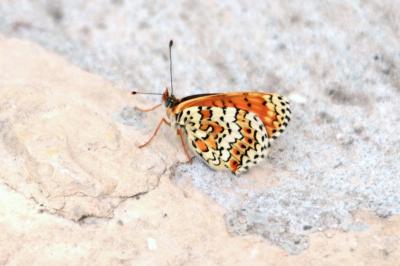 Mélitée du Plantain (La), Déesse à ceinturons (La) Melitaea cinxia (Linnaeus, 1758)
