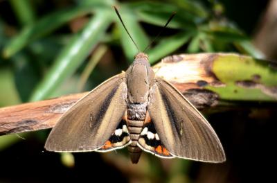 Bombyx du Palmier (Le) Paysandisia archon (Burmeister, 1880)