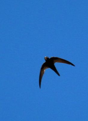 Martinet noir Apus apus (Linnaeus, 1758)