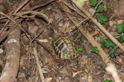 Tortue d'Hermann Testudo hermanni Gmelin, 1789