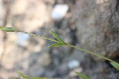 Hélianthème ligneux Diatelia tuberaria (L.) Demoly, 2011