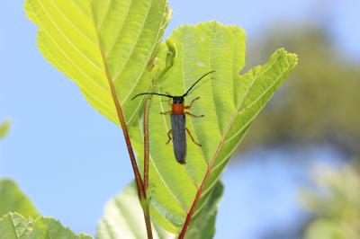 Oberea oculata (Linnaeus, 1758)