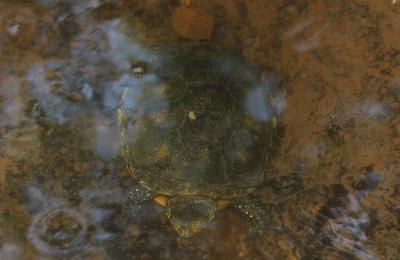 Cistude d'Europe Emys orbicularis (Linnaeus, 1758)