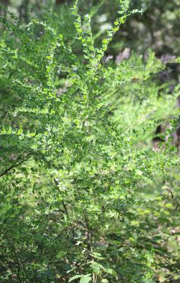 Chamaécytise allongé, Cytise à longues grappes Cytisus triflorus Lam., 1786