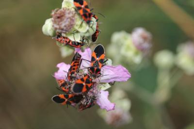  Tropidothorax leucopterus (Goeze, 1778)
