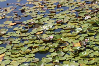 Nénuphar blanc, Lys des étangs Nymphaea alba L., 1753