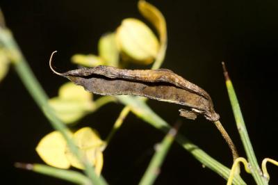 Cytise épineux Cytisus spinosus (L.) Bubani, 1899