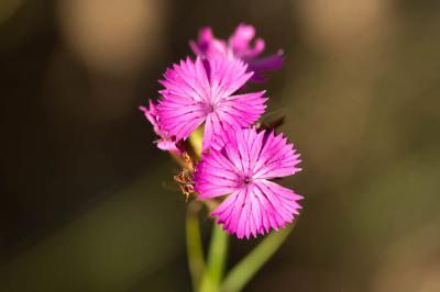 Œillet de Balbis Dianthus balbisii Ser., 1824