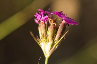 Œillet de Balbis Dianthus balbisii Ser., 1824