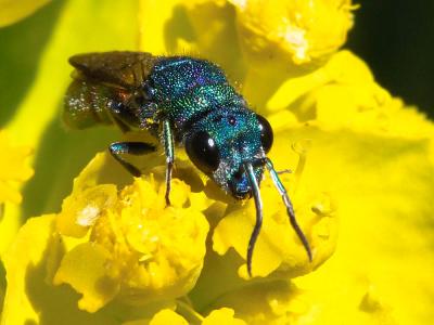 Chrysura Dahlbom, 1845