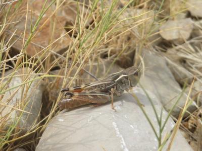 Arcyptère languedocienne Arcyptera brevipennis vicheti Harz, 1975