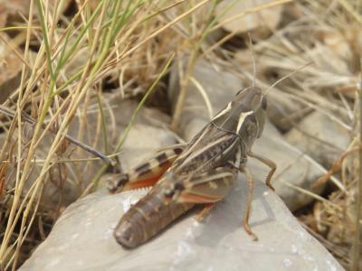 Arcyptère languedocienne Arcyptera brevipennis vicheti Harz, 1975