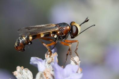  Physocephala chrysorrhoea (Meigen, 1824)