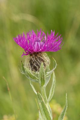 Centaurée à une fleur Centaurea uniflora Turra, 1765