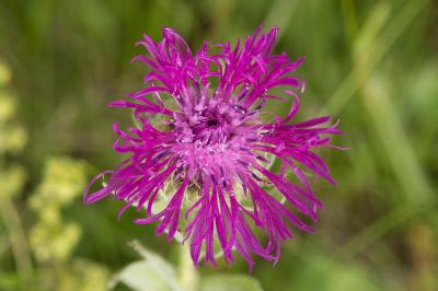 Centaurée à une fleur Centaurea uniflora Turra, 1765