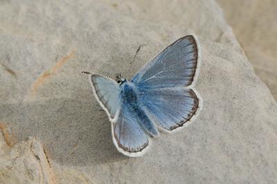 Azuré de l'Oxytropide (L'), Azuré d'Éros (L'), Arg Polyommatus eros (Ochsenheimer, 1808)