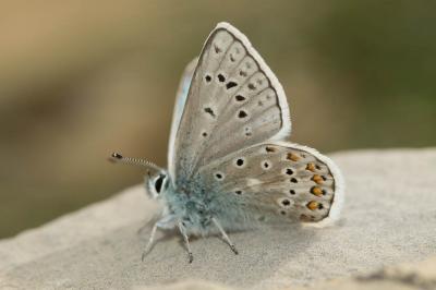 Azuré de l'Oxytropide (L'), Azuré d'Éros (L'), Arg Polyommatus eros (Ochsenheimer, 1808)